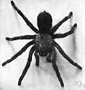 arachnid - air-breathing arthropods characterized by simple eyes and four pairs of legs