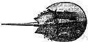 Asian horseshoe crab - horseshoe crab of the coast of eastern Asia
