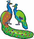 gallina - small Asiatic wild bird