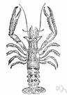 Nephrops - a genus of Nephropsidae