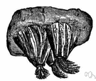 Balanidae - stalkless barnacles