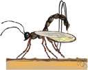 ichneumon fly