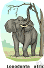 Loxodonta - a genus of Elephantidae