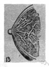 lactiferous duct - ducts of the mammary gland that carry milk to the nipple