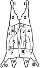 picnic shoulder - shoulder of a hog usually smoked