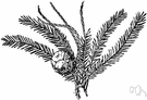 Taxodium ascendens - smaller than and often included in the closely related Taxodium distichum