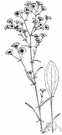 daisy fleabane - widely naturalized white-flowered North American herb