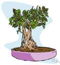 mistletoe fig - shrub or small tree often grown as a houseplant having foliage like mistletoe