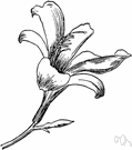 Hemerocallis lilio-asphodelus - a day lily with yellow flowers