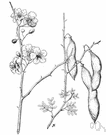 genus Cercidium - spiny shrubs or small trees sometimes placed in genus Parkinsonia: paloverde