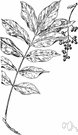 poison sumac - smooth American swamp shrub with pinnate leaves and greenish flowers followed by greenish white berries