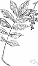 Rhus vernix - smooth American swamp shrub with pinnate leaves and greenish flowers followed by greenish white berries