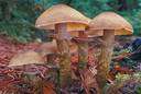 genus Armillariella - a honey-colored diminutive form of genus Armillaria