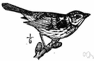 Melospiza melodia - small songbird common in North America