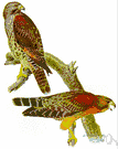 Buteo lineatus - North American hawk with reddish brown shoulders