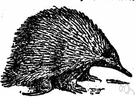 spiny anteater - a burrowing monotreme mammal covered with spines and having a long snout and claws for hunting ants and termites
