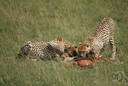 cheetah - long-legged spotted cat of Africa and southwestern Asia having nonretractile claws