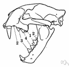 Nimravus - false sabertoothed tigers