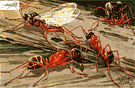 Camponotus - carpenter ants
