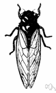 seventeen-year locust - North American cicada