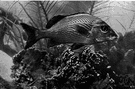 Haemulon parra - a grunt found from Florida to Brazil and Gulf of Mexico