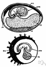 embryonic membrane - the inner membrane of embryos in higher vertebrates (especially when covering the head at birth)
