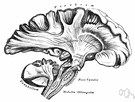 medulla oblongata - lower or hindmost part of the brain