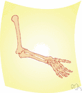 ulna - the inner and longer of the two bones of the human forearm