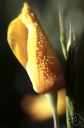 vernation - (botany) the arrangement of young leaves in a leaf bud before it opens vernation - (botany) the arrangement of young leaves in a leaf bud before it opens