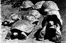 Galapagos Islands - a group of islands in the Pacific off South America
