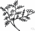 Tsuga mertensiana - large evergreen of western United States