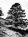 Chilean cedar - a small South American evergreen having coppery bark and pretty foliage