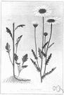 Leucanthemum - comprises plants often included in the genus Chrysanthemum