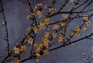 winter jasmine - deciduous rambling shrub widely cultivated for its winter-blooming yellow flowers