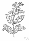 Tectona - small genus of southeastern Asian tropics: teak