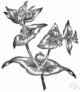 mole plant - poisonous Old World spurge
