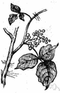 poison ivy - dermatitis resulting from contact with the poison ivy plant