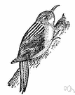 Certhia familiaris - common European brown-and-buff tree creeper with down-curved bill