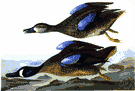 Bluewing - American teal