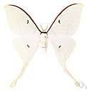 genus Actias - luna moths