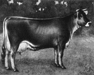 Brown Swiss - large hardy brown breed of dairy cattle from Switzerland
