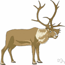 Greenland caribou - Arctic deer with large antlers in both sexes