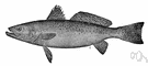 spotted sea trout - weakfish of southern Atlantic and Gulf Coasts of United States