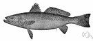 spotted squeateague - weakfish of southern Atlantic and Gulf Coasts of United States
