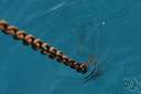 anchor rope - the chain or rope that attaches an anchor to a vessel