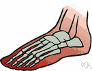 cuboid bone - the cube shaped bone on the outer side of the tarsus