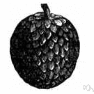ilama tree - tropical American tree grown in southern United States having a whitish pink-tinged fruit