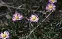 azure aster - a variety of aster