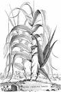 genus Arundo - any of several coarse tall perennial grasses of most warm areas: reeds