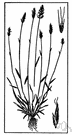 sweet grass - any of several moisture-loving grasses of the genus Glyceria having sweet flavor or odor